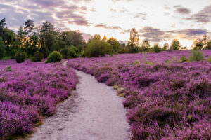 Lüneburger Heide